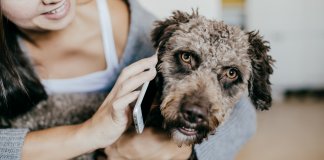 Estudo revela que os cachorros realmente entendem o que dizemos