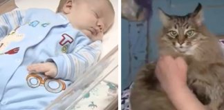 Gata salva e protege a vida de bebé abandonado