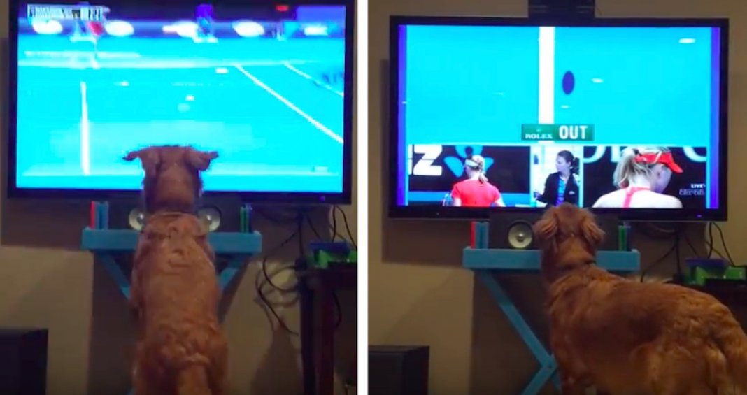 Golden Retriever não se controla ao ver um jogo de ténis