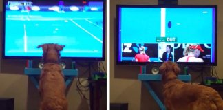 Golden Retriever não se controla ao ver um jogo de ténis