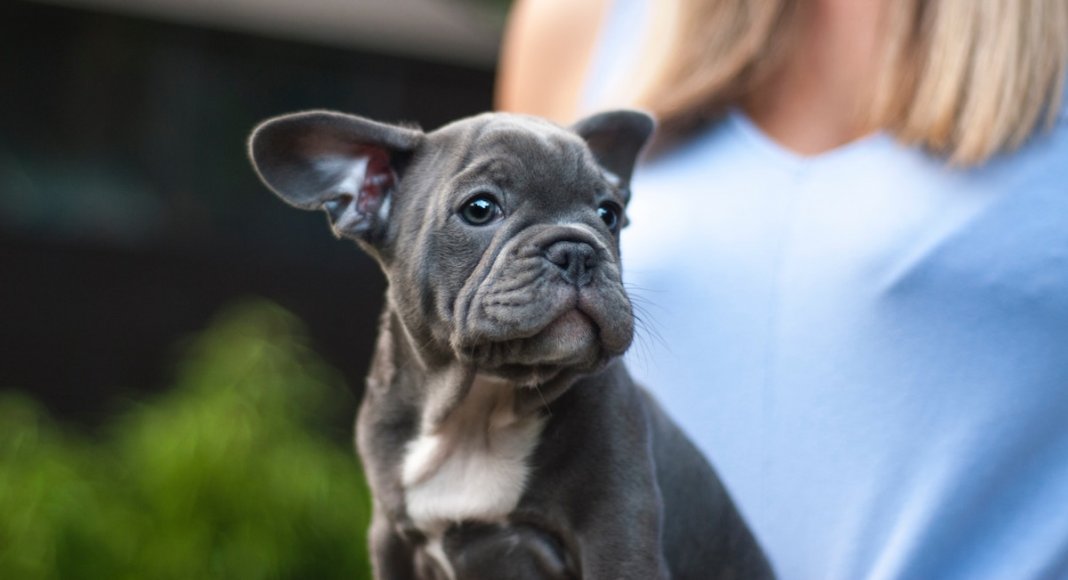 TESTE: Qual das raças de cachorros é a tua alma-gémea?