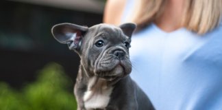 TESTE: Qual das raças de cachorros é a tua alma-gémea?