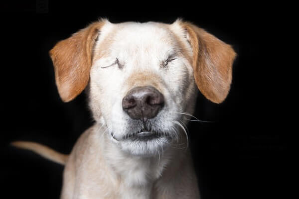 inspiringlife.pt - 18 animais com deficiência realizam uma das sessões fotográficas mais adoráveis de sempre