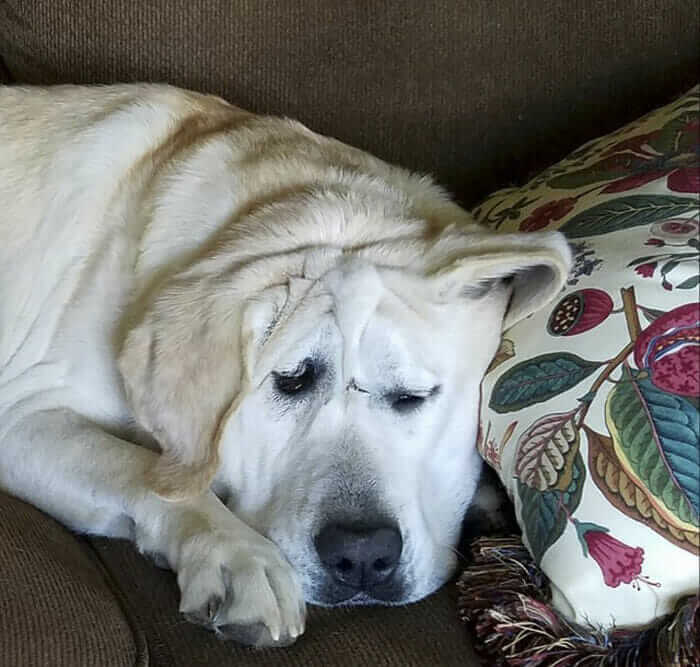 inspiringlife.pt - Cachorro abandonado pelo seu focinho "feio" é finalmente adoptado