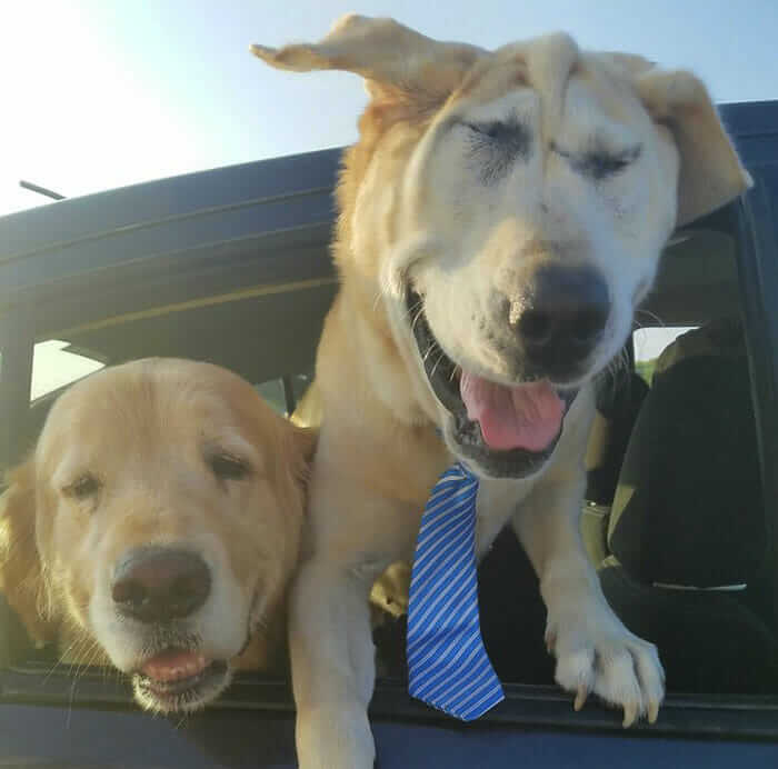 inspiringlife.pt - Cachorro abandonado pelo seu focinho "feio" é finalmente adoptado