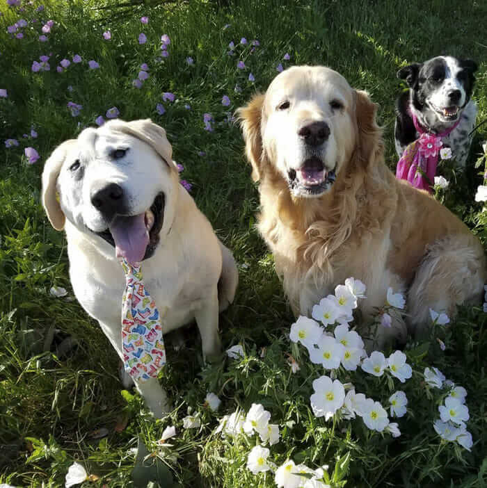 inspiringlife.pt - Cachorro abandonado pelo seu focinho "feio" é finalmente adoptado