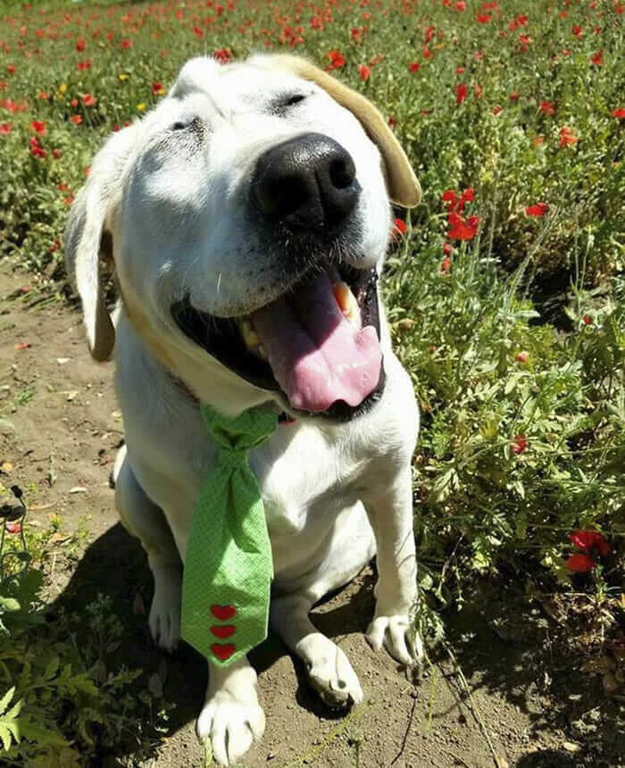 inspiringlife.pt - Cachorro abandonado pelo seu focinho "feio" é finalmente adoptado