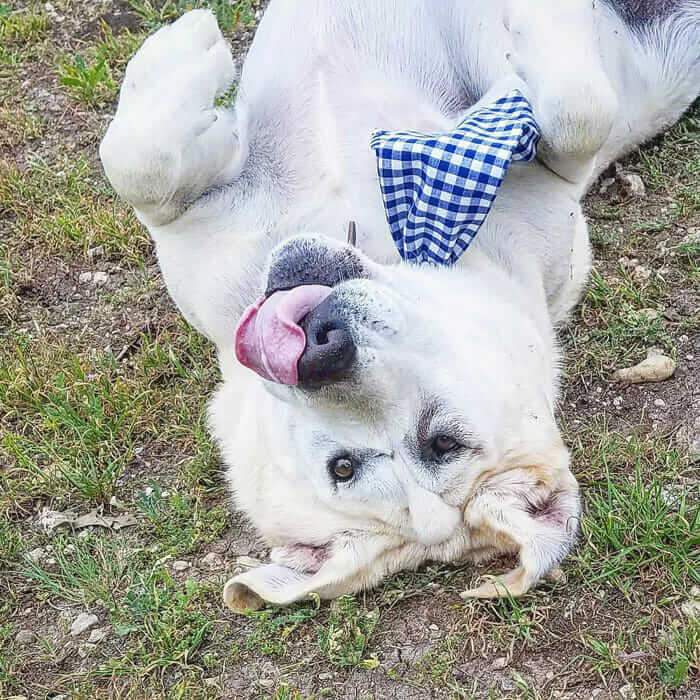 inspiringlife.pt - Cachorro abandonado pelo seu focinho "feio" é finalmente adoptado