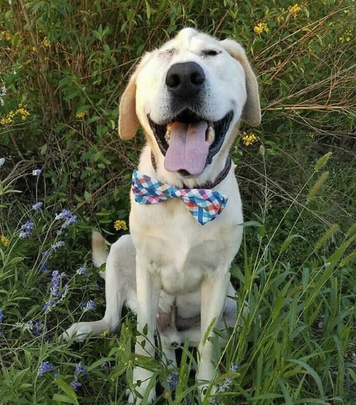 inspiringlife.pt - Cachorro abandonado pelo seu focinho "feio" é finalmente adoptado