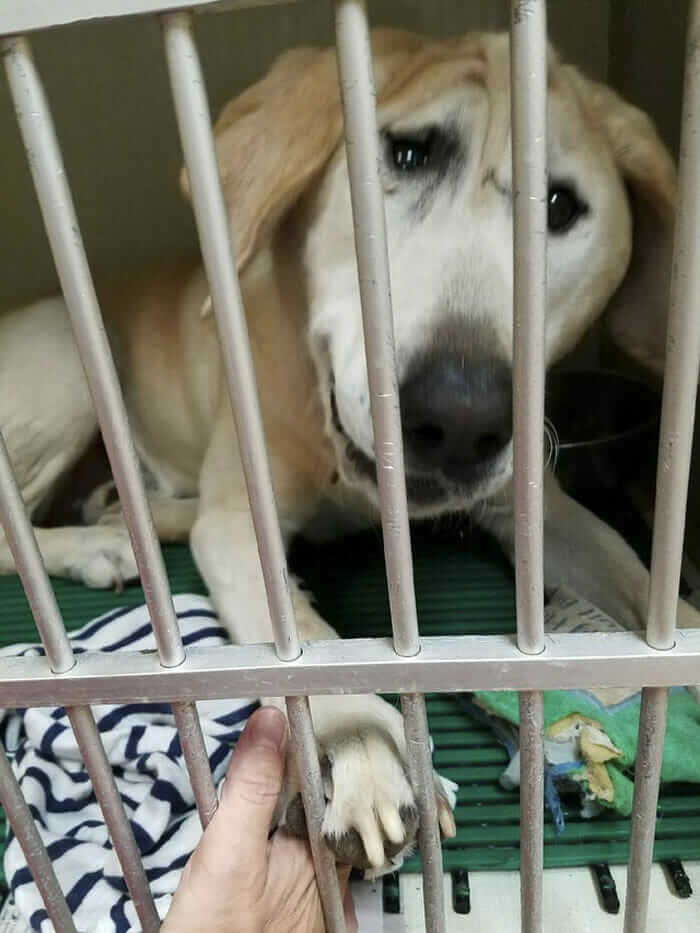 inspiringlife.pt - Cachorro abandonado pelo seu focinho "feio" é finalmente adoptado