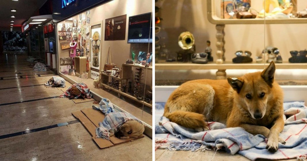 Centro comercial na Turquia deixa os cachorros dormirem no seu interior para escaparem ao frio