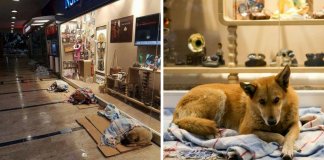 Centro comercial na Turquia deixa os cachorros dormirem no seu interior para escaparem ao frio