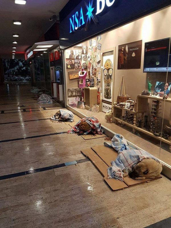 inspiringlife.pt - Centro comercial na Turquia deixa os cachorros dormirem no seu interior para escaparem ao frio