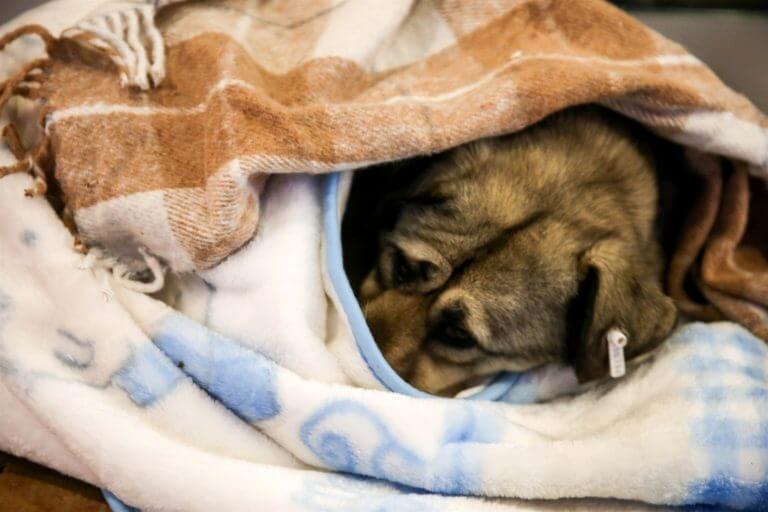 inspiringlife.pt - Centro comercial na Turquia deixa os cachorros dormirem no seu interior para escaparem ao frio