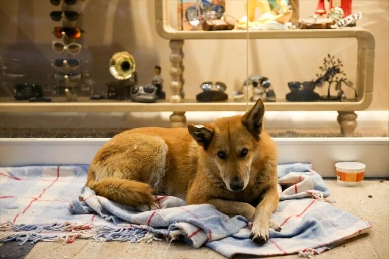 inspiringlife.pt - Centro comercial na Turquia deixa os cachorros dormirem no seu interior para escaparem ao frio