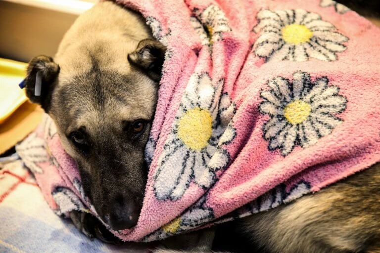 inspiringlife.pt - Centro comercial na Turquia deixa os cachorros dormirem no seu interior para escaparem ao frio