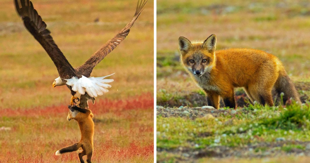 Fotógrafo capta batalha épica entre águia e raposa na disputa de um coelho