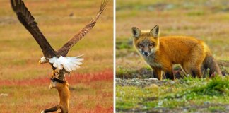 Fotógrafo capta batalha épica entre águia e raposa na disputa de um coelho