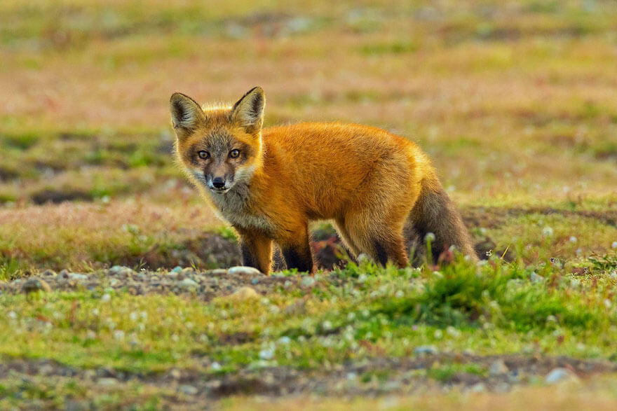 inspiringlife.pt - Fotógrafo capta batalha épica entre águia e raposa na disputa de um coelho