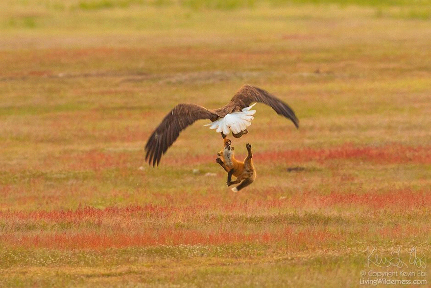 inspiringlife.pt - Fotógrafo capta batalha épica entre águia e raposa na disputa de um coelho