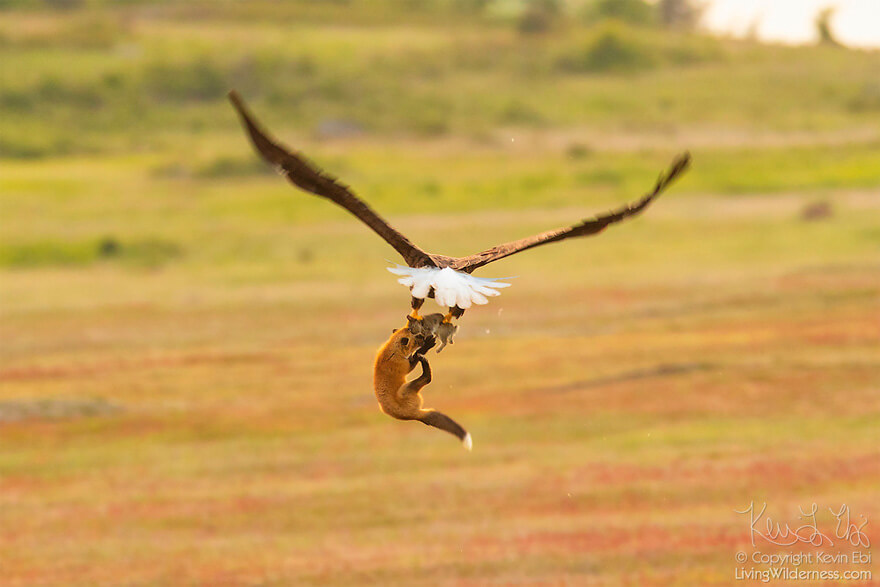 inspiringlife.pt - Fotógrafo capta batalha épica entre águia e raposa na disputa de um coelho