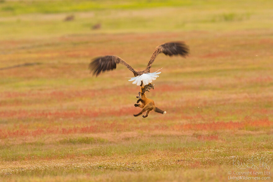 inspiringlife.pt - Fotógrafo capta batalha épica entre águia e raposa na disputa de um coelho