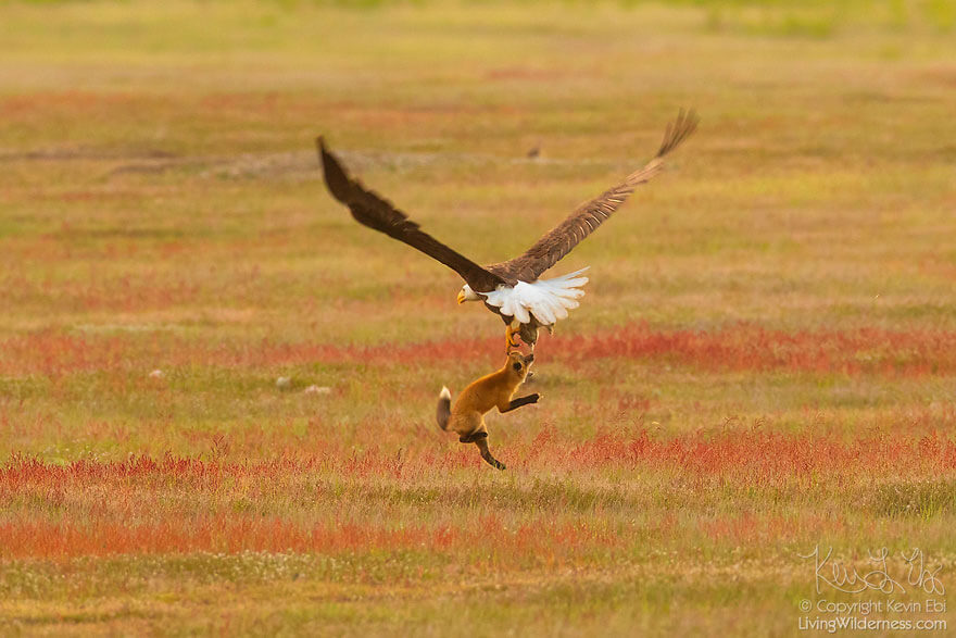 inspiringlife.pt - Fotógrafo capta batalha épica entre águia e raposa na disputa de um coelho