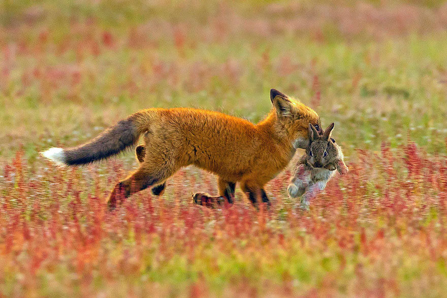 inspiringlife.pt - Fotógrafo capta batalha épica entre águia e raposa na disputa de um coelho