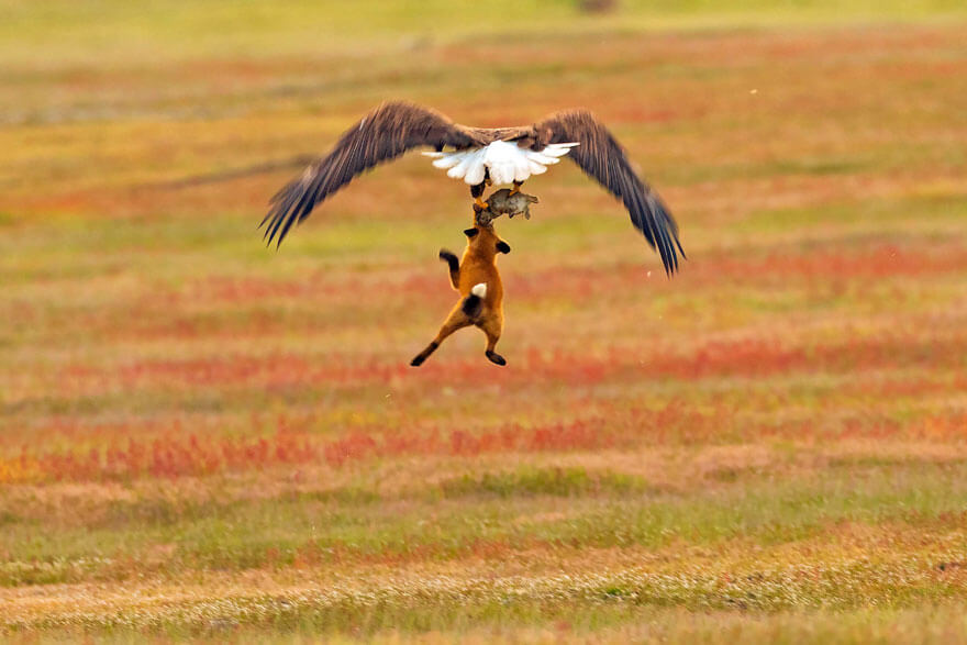 inspiringlife.pt - Fotógrafo capta batalha épica entre águia e raposa na disputa de um coelho