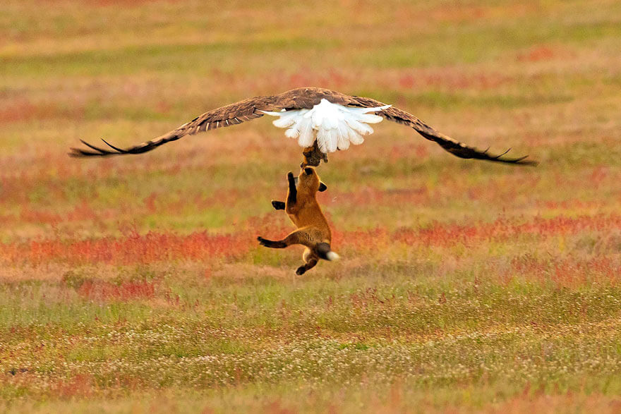 inspiringlife.pt - Fotógrafo capta batalha épica entre águia e raposa na disputa de um coelho