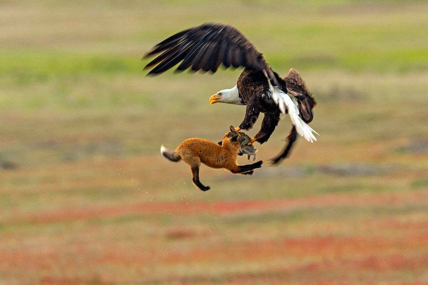 inspiringlife.pt - Fotógrafo capta batalha épica entre águia e raposa na disputa de um coelho