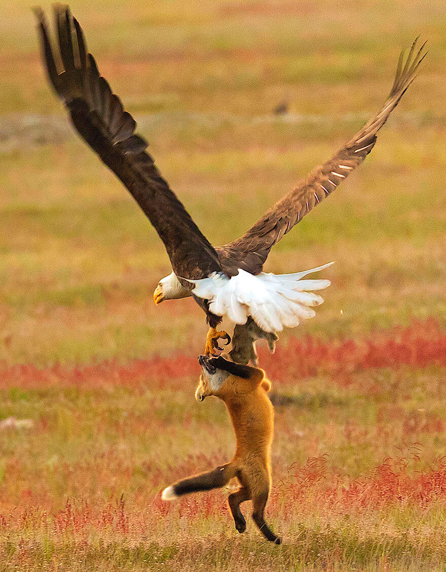 inspiringlife.pt - Fotógrafo capta batalha épica entre águia e raposa na disputa de um coelho