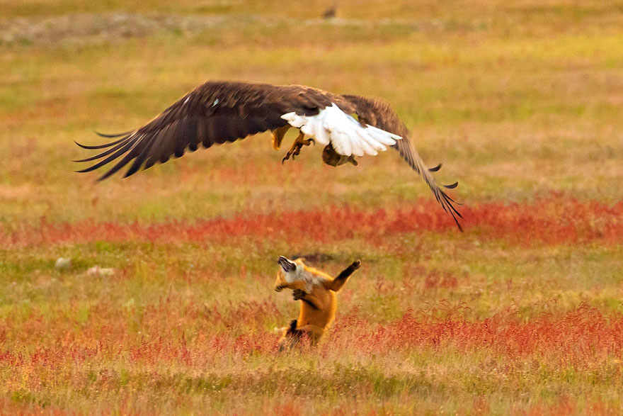 inspiringlife.pt - Fotógrafo capta batalha épica entre águia e raposa na disputa de um coelho