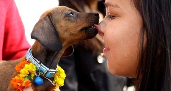 inspiringlife.pt - Tihar - um festival hindu que homenageia os cachorros