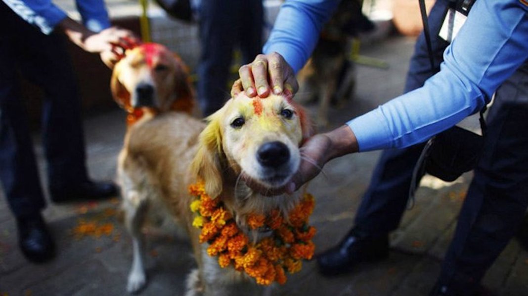 Tihar – um festival hindu que homenageia os cachorros