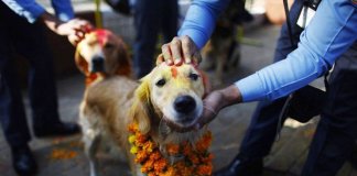Tihar – um festival hindu que homenageia os cachorros