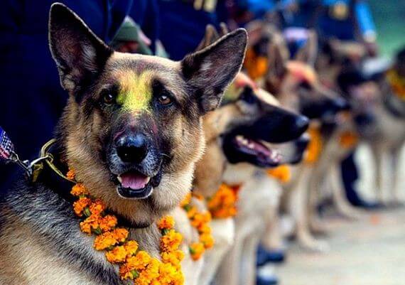 inspiringlife.pt - Tihar - um festival hindu que homenageia os cachorros