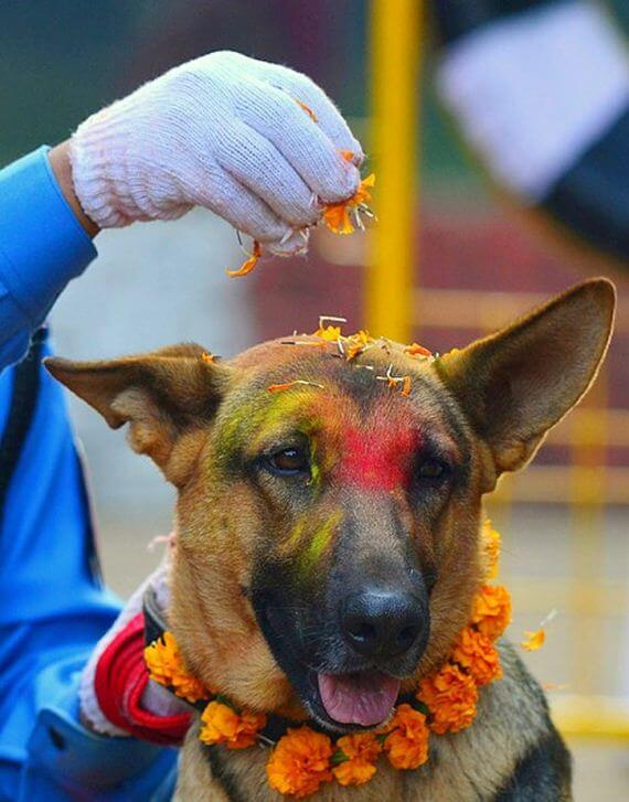 inspiringlife.pt - Tihar - um festival hindu que homenageia os cachorros