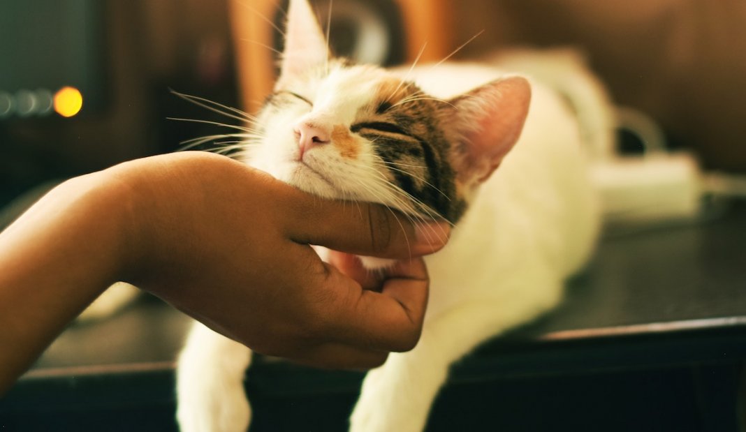 Tinder Pet – uma aplicação para as pessoas que estejam interessadas em adoptar animais
