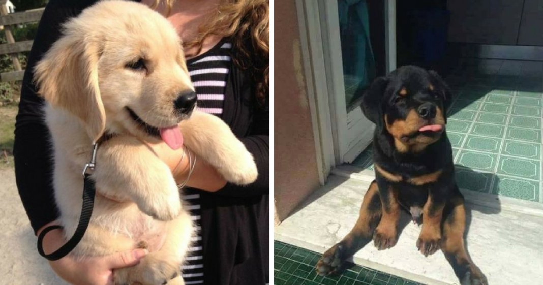 10 cachorros tão adoráveis que não vais conseguir resistir-lhes