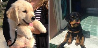 10 cachorros tão adoráveis que não vais conseguir resistir-lhes