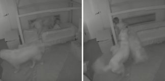 Cachorros apanhados pela câmara de vigilância a ajudarem bebé a “fugir”