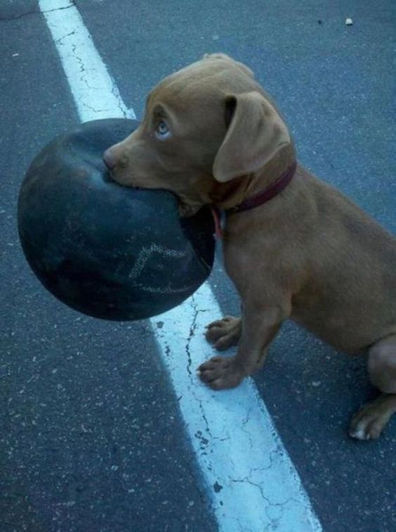 inspiringlife.pt - 10 cachorros tão adoráveis que não vais conseguir resistir-lhes