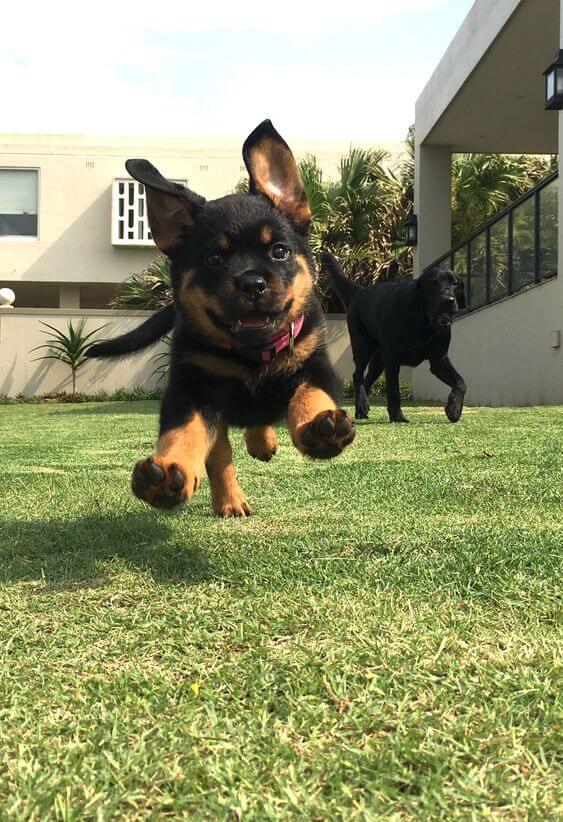 inspiringlife.pt - 10 cachorros tão adoráveis que não vais conseguir resistir-lhes