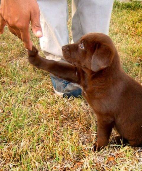 inspiringlife.pt - 10 cachorros tão adoráveis que não vais conseguir resistir-lhes