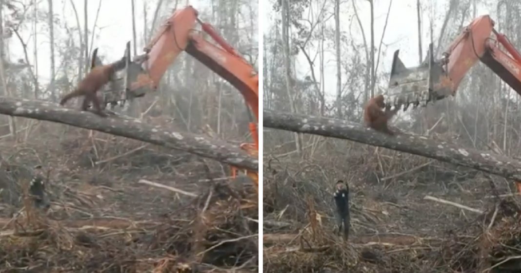 Orangotango tenta lutar contra escavadora que destruiu floresta na Indonésia