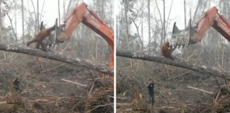 Orangotango tenta lutar contra escavadora que destruiu floresta na Indonésia