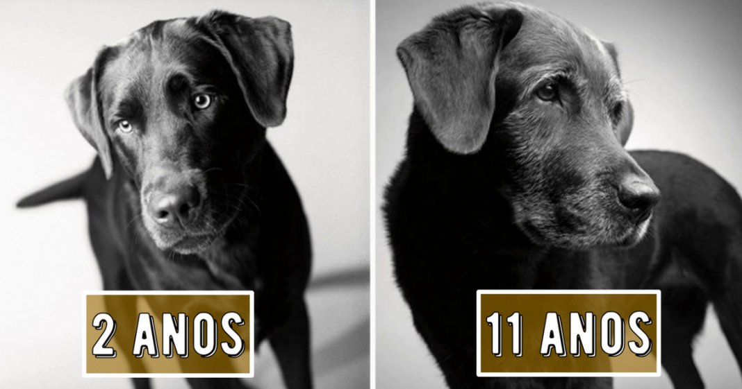 13 fotografias emocionantes de cachorros novos vs. ao envelhecerem