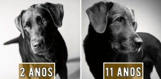 13 fotografias emocionantes de cachorros novos vs. ao envelhecerem