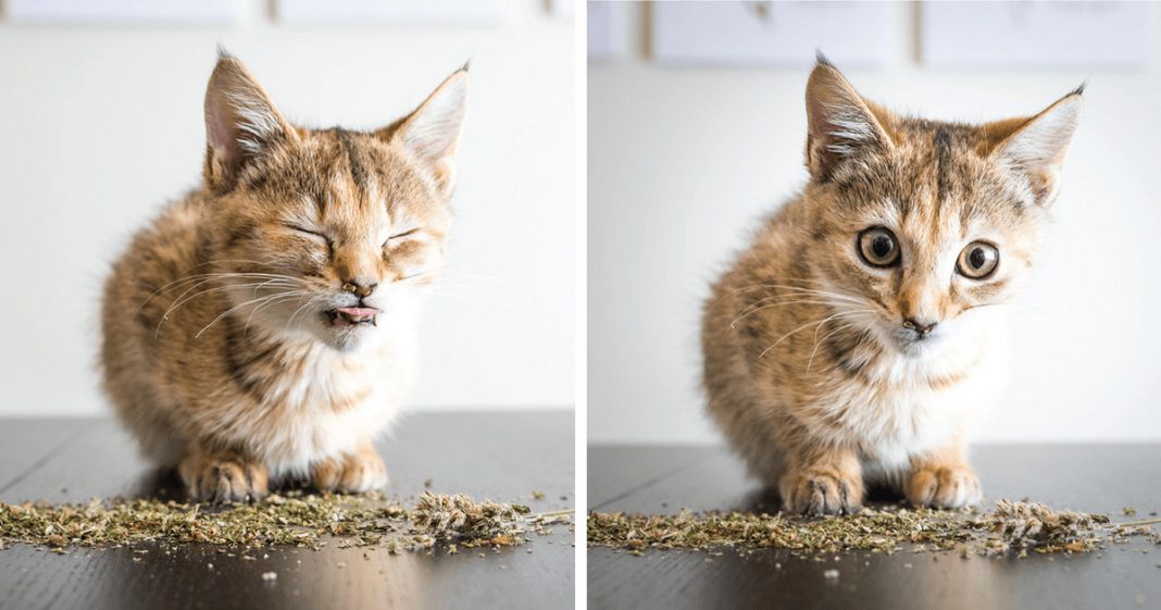 19 fotos hilariantes de gatos a cheirar menta